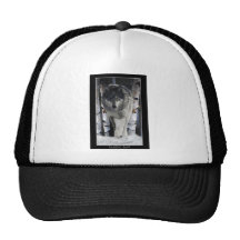 Grey Pack Wolf Alpha Wildlife Art Hat