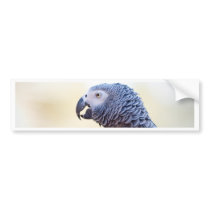 Grey Parrot