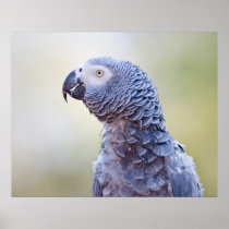 Grey Parrot