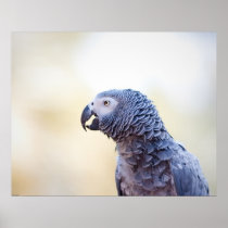 Grey Parrot