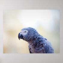 Grey Parrot
