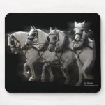Grey Percheron Draught   Horses - Four Abreast