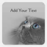 Grey Persian Cat with Blue Eyes on Grey Square Stickers