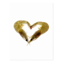 Grey prawns in love post cards