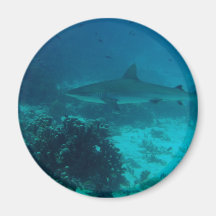 Grey Reef Shark Swimming Refrigerator Magnet