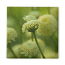 Grey Santolina | Graues Heiligenkraut