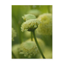 Grey Santolina | Graues Heiligenkraut