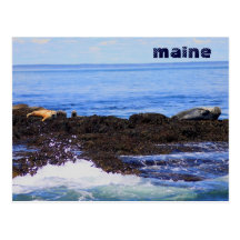 Grey Seal and Harbour Seal Maine Coast Post Card