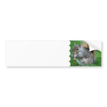 Grey Squirrel  Bumper Sticker