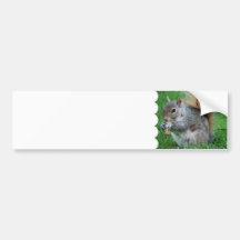 Grey Squirrel  Bumper Sticker
