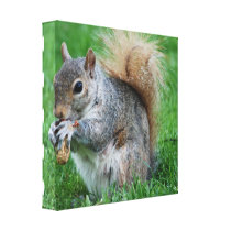 Grey Squirrel Canvas Print