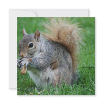 Grey Squirrel Invitations