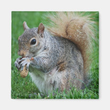 Grey Squirrel  Magnet