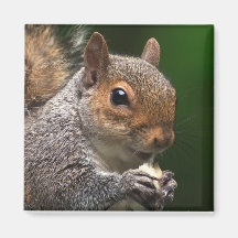 Grey Squirrel Magnet