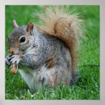 Grey Squirrel Poster
