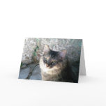 Grey Tabby cards