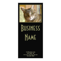 Grey Tabby Close Up Photograph