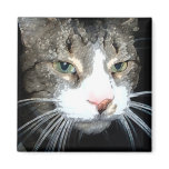 Grey Tabby magnet