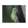 Grey Tree Frog Postcard.