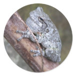 Grey Tree Frog Sticker