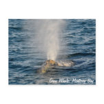 Grey Whale Post Card