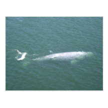 Grey Whale Postcard