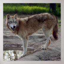 grey-wolf-9 poster