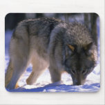 Grey Wolf at edge of snowy forest, eye contact mousepads