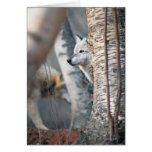 Grey Wolf Behind Tree Card
