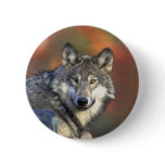 Grey Wolf buttons
