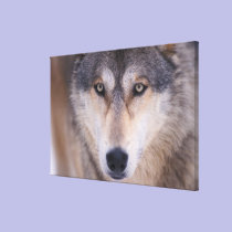 grey wolf, Canis lupus, close up of eyes in canvas prints