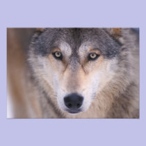 grey wolf, Canis lupus, close up of eyes in photography