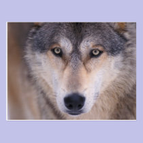 grey wolf, Canis lupus, close up of eyes in postcards