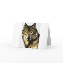 Grey Wolf