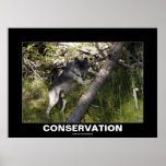 Grey Wolf Conservation Photo Poster posters