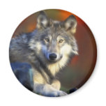 Grey Wolf, Endangered Species Digital Photography magnets