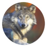 Grey Wolf, Endangered Species Digital Photography stickers