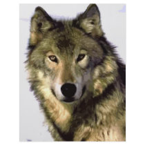 Grey Wolf