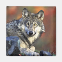 Grey wolf fridge magnet