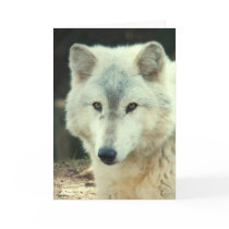 Grey Wolf Greeting Card