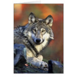 Grey wolf greeting card