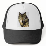 Grey Wolf hats