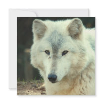 Grey Wolf Invitation