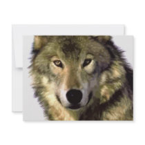 Grey Wolf
