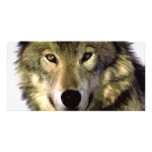 Grey Wolf photo cards
