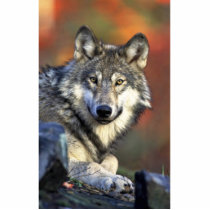 Grey wolf photo cutout