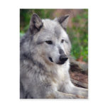 Grey Wolf Pose-168