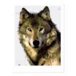 Grey Wolf Post Card