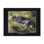 Grey Wolf Post Card postcards