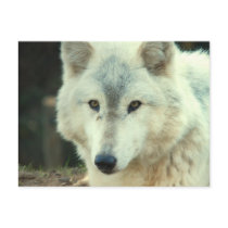 Grey Wolf Postcard
